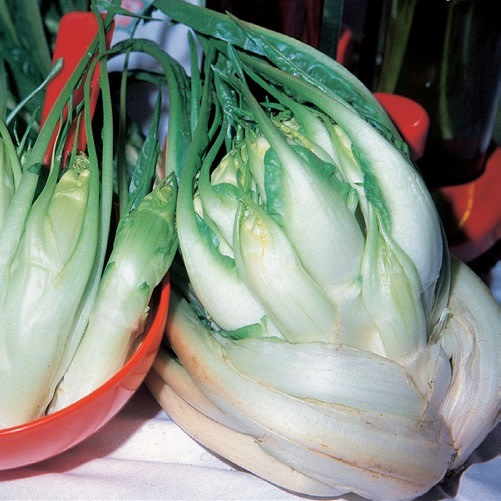 Punterell Chikory Chikory