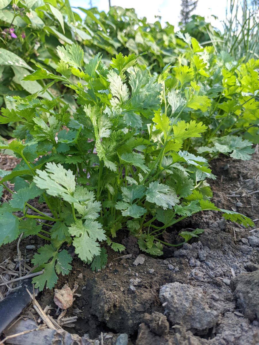 Caribe Cilantro