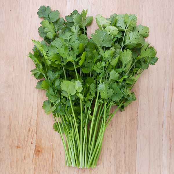 Santo Cilantro