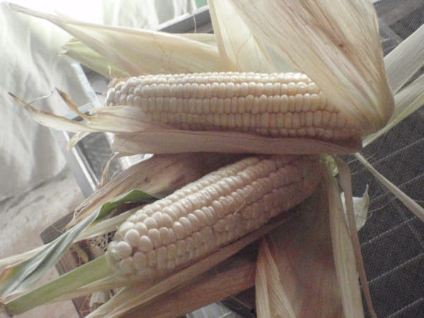 Luther Hill Sweet Corn Corn