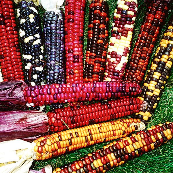 Painted Mountain Milling Corn