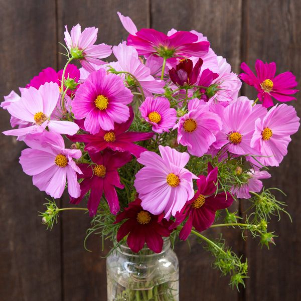 Sensation Blend Cosmos