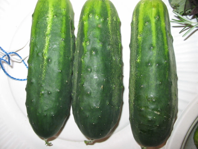 H-19 Little Leaf Pickling Organic Cucumber