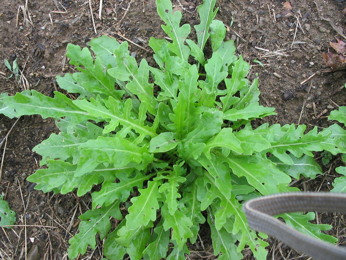 Silvetta Arugula