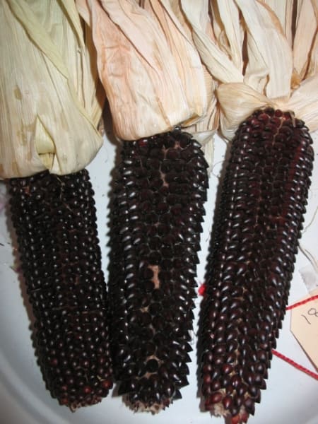 Dakota Black Popcorn