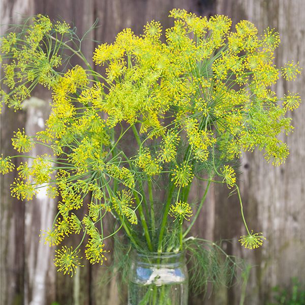 Bouquet Dill