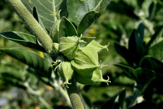 Ashwagandha Ashwagandha