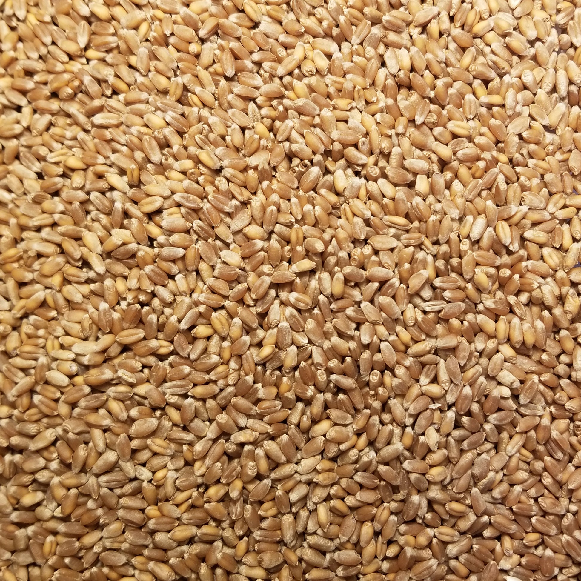 Banatka Grain