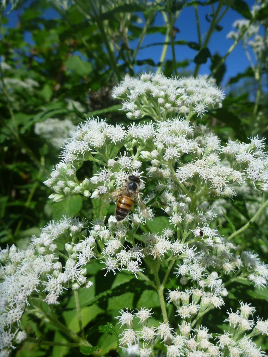 Boneset Herb