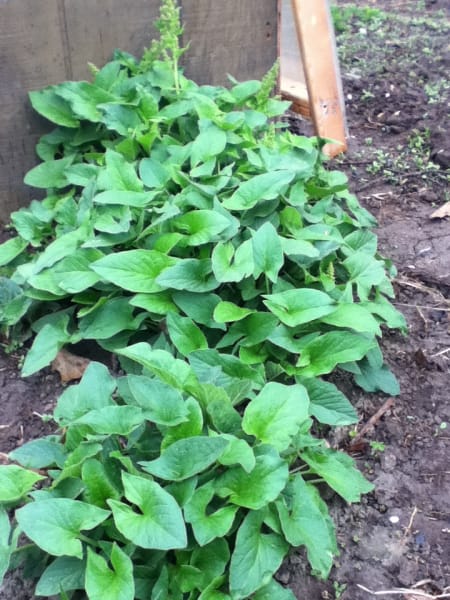 Good King Henry Herb