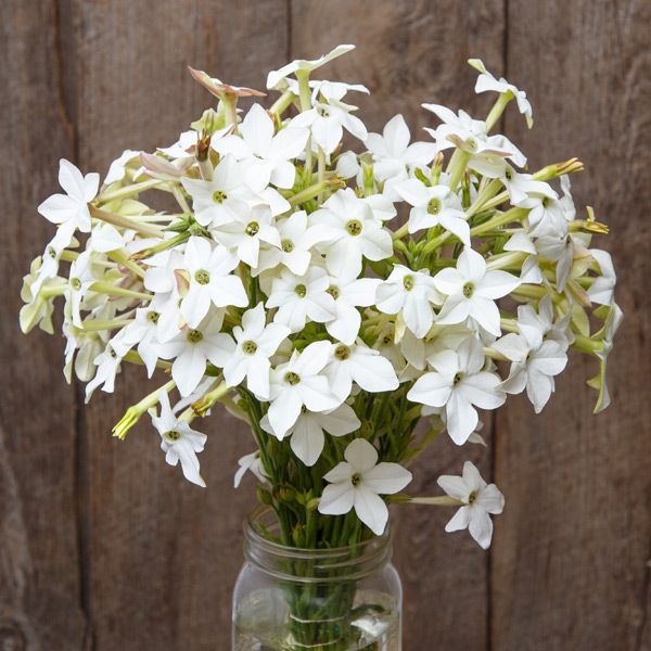 Nicotiana Jasmine Scented Nicotiana