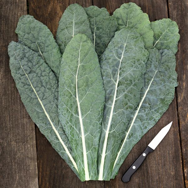 Lacinato Kale