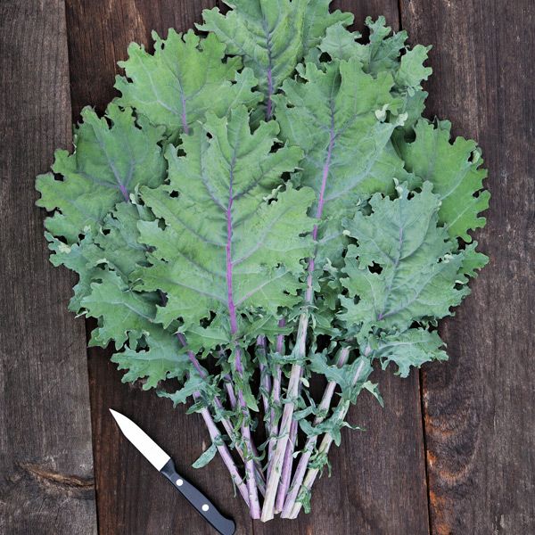 Red Russian Kale