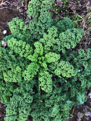 Vap Dwarf Blue Curled Scotch Kale