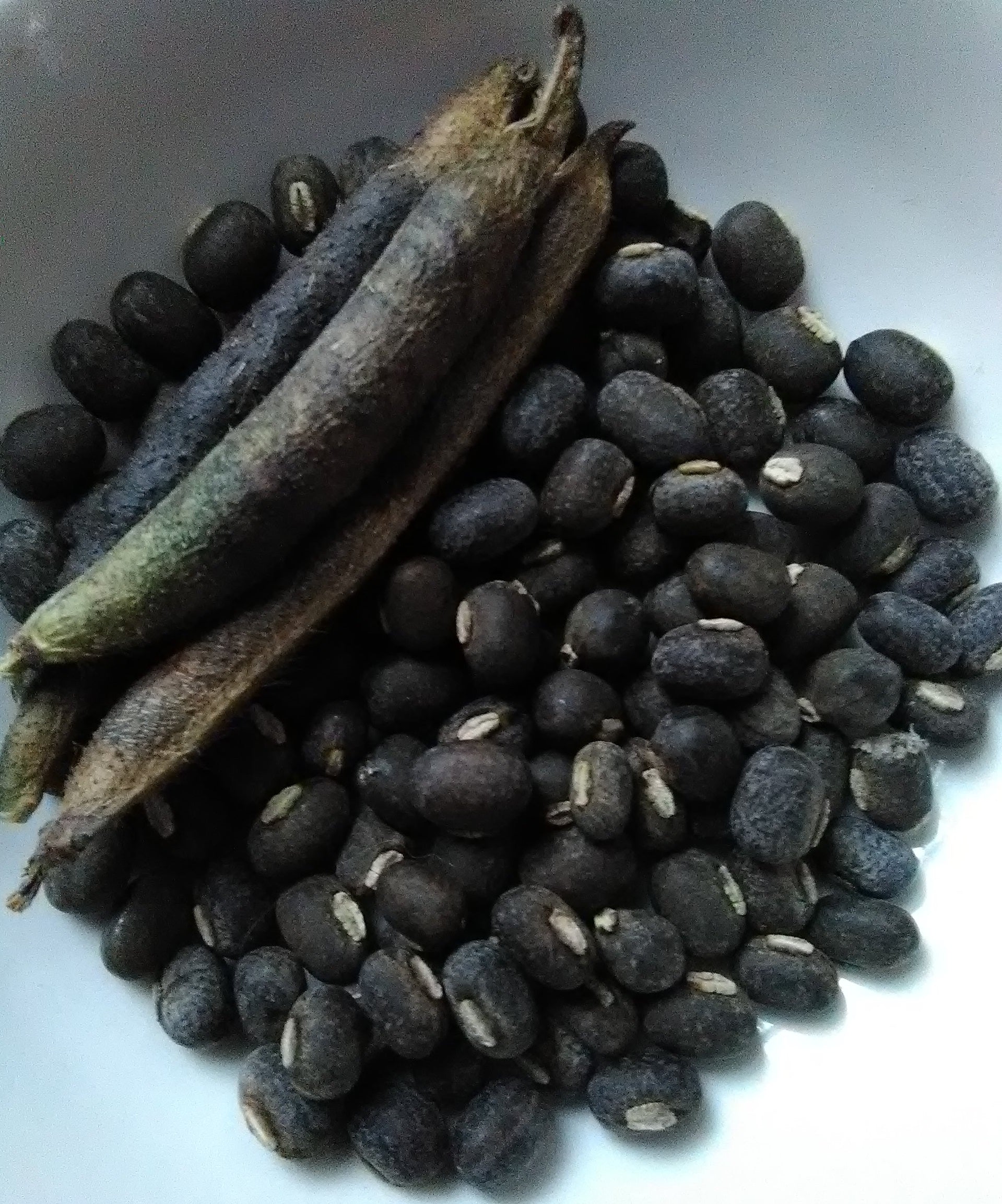 Kali Black Gram Mung Bean