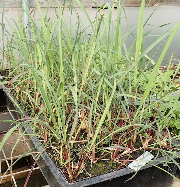 Lemongrass Lemongrass