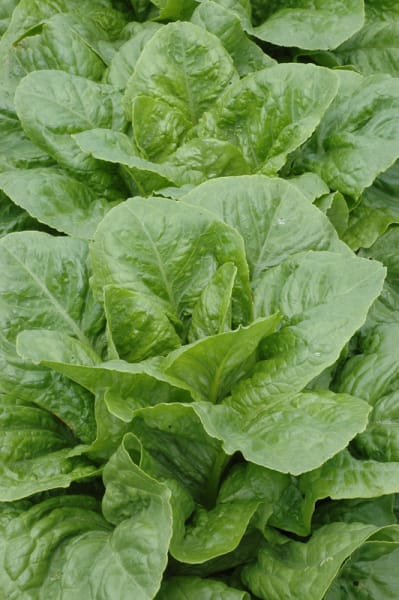 Balady Aswan Lettuce