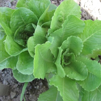 Winter Wonderland Lettuce