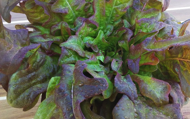 Bronze Arrow Head Oakle Leaf Lettuce