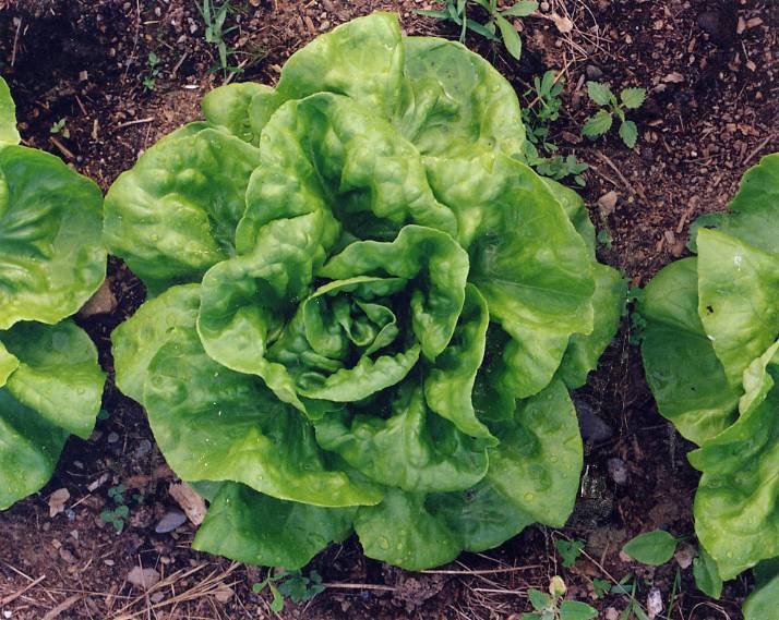 Buttercrunch Bib Lettuce