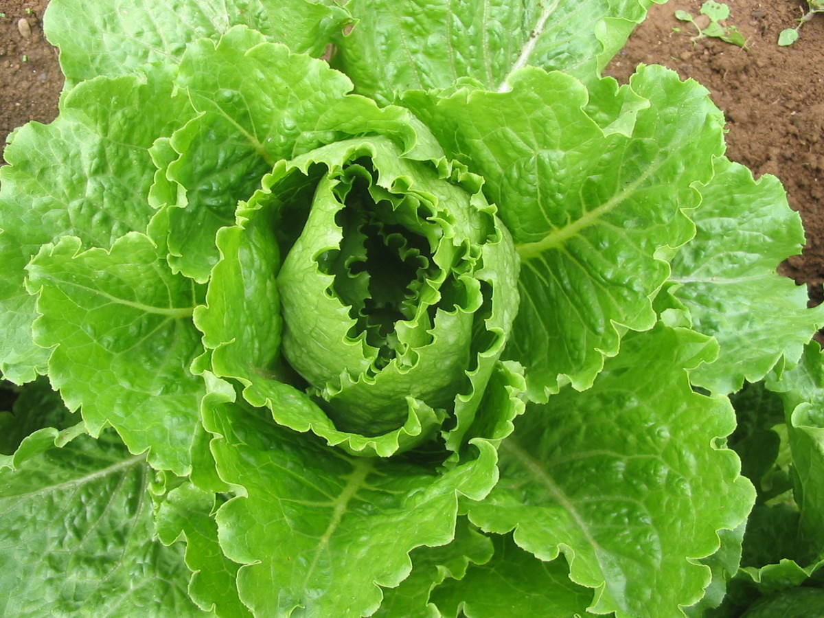 Crisp Roma Lettuce