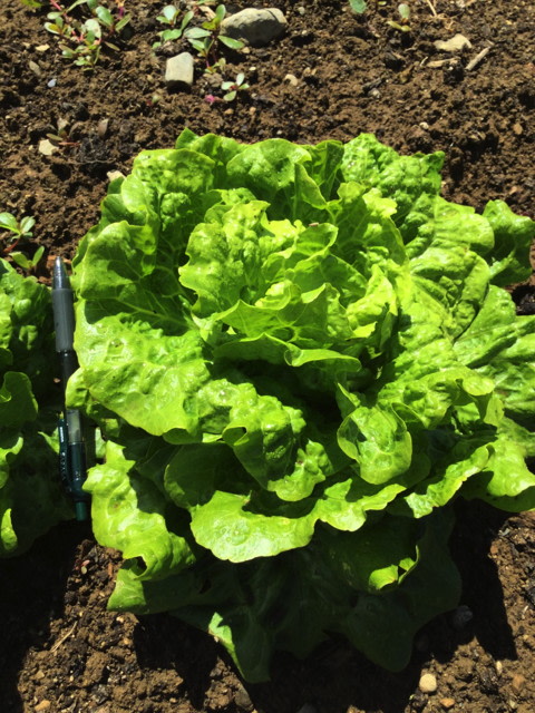 Gildenstern Lettuce