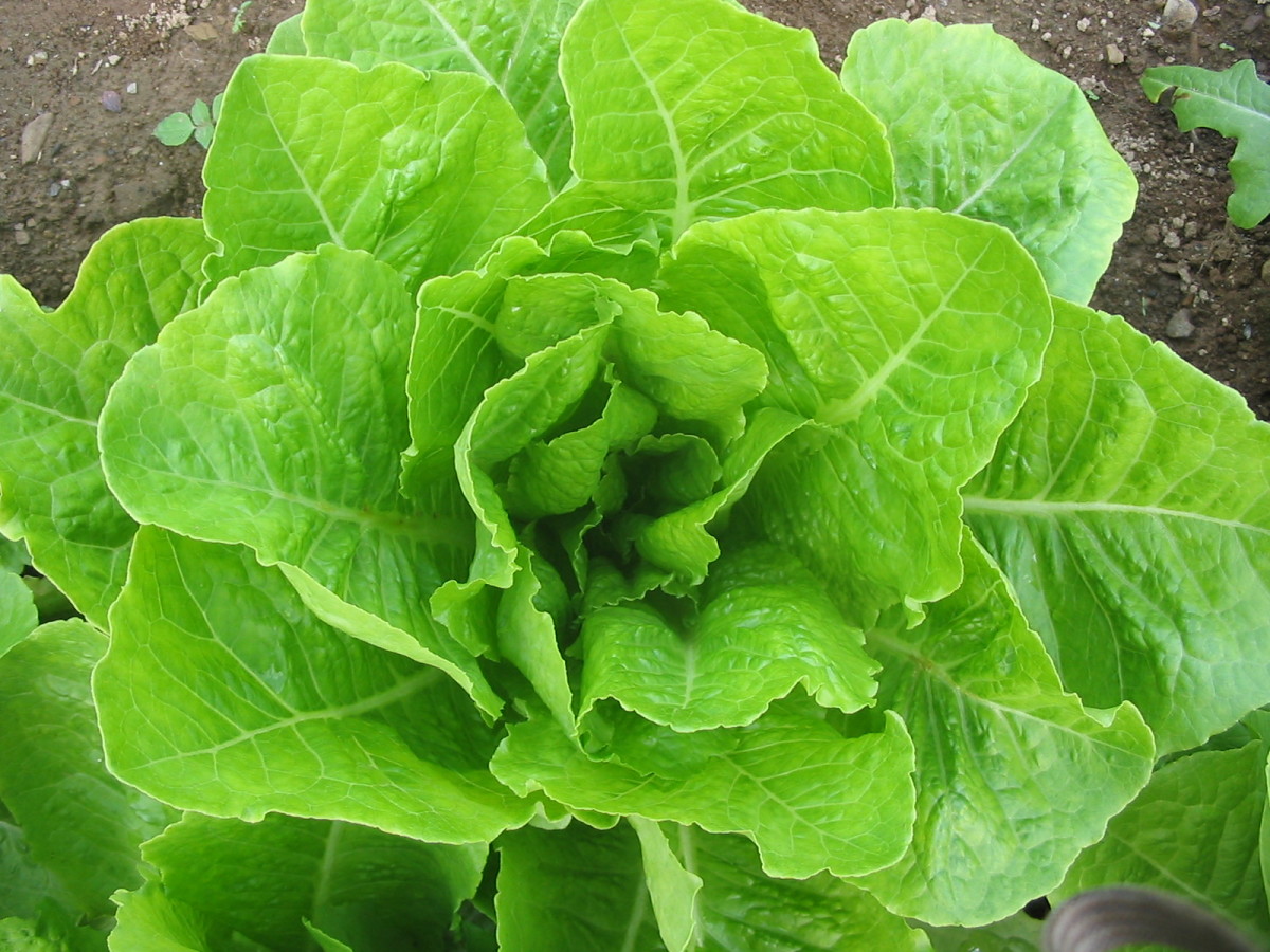 Jericho Lettuce