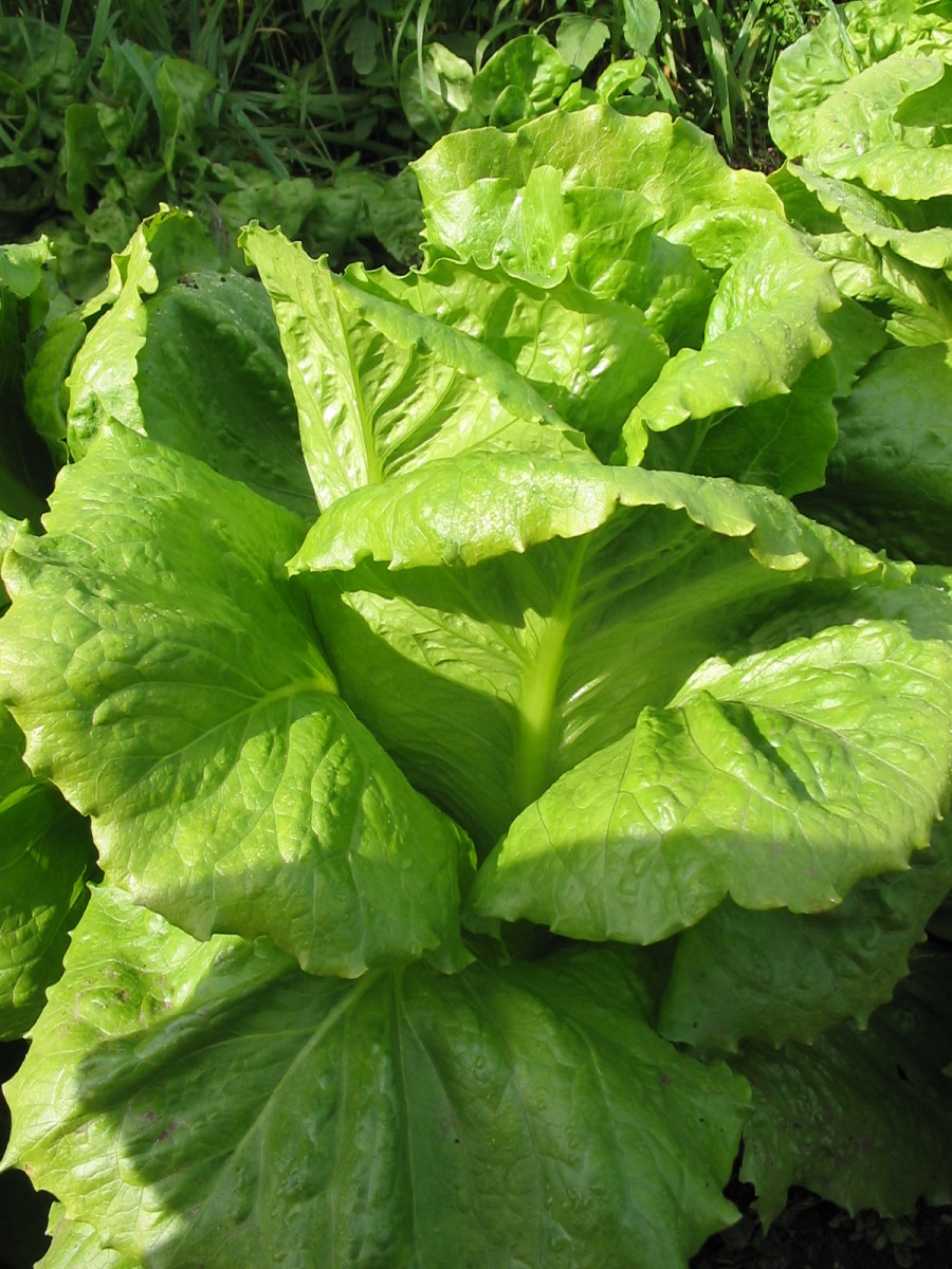 Olga Romaine Lettuce