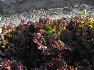 Red Tinged Winter Lettuce Lettuce