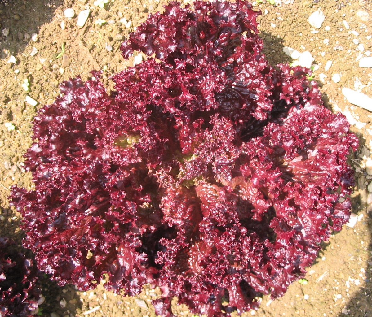 Revolution Lettuce