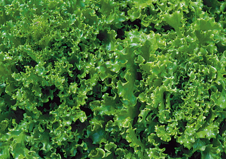 Tango Lettuce
