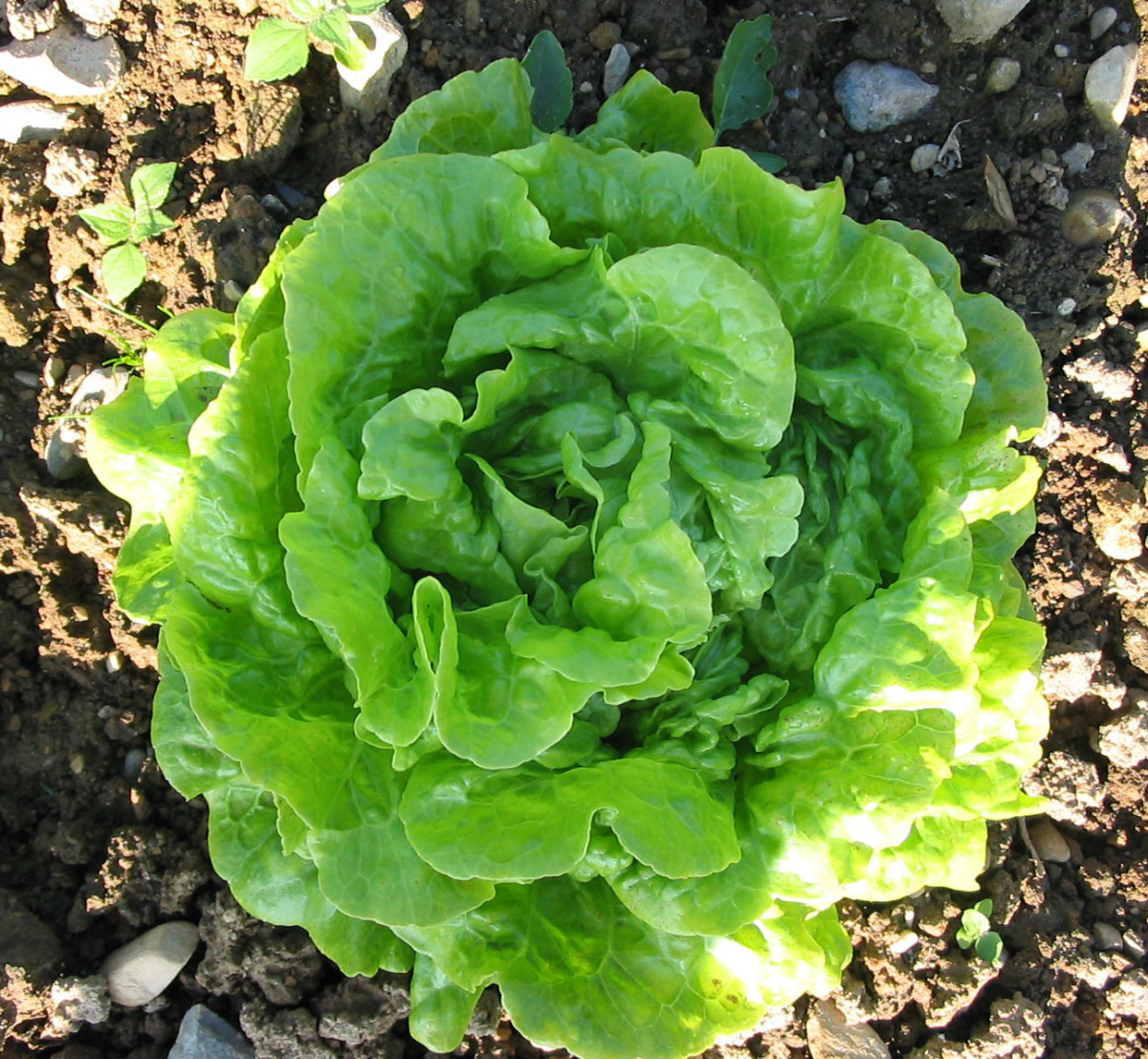Tom Thumb Baby Bib Lettuce