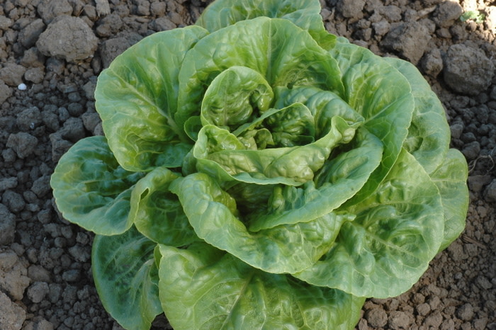 Winter Density Bib Romaine Lettuce