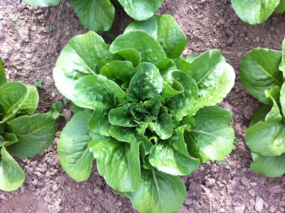Winter Wonderland Lettuce