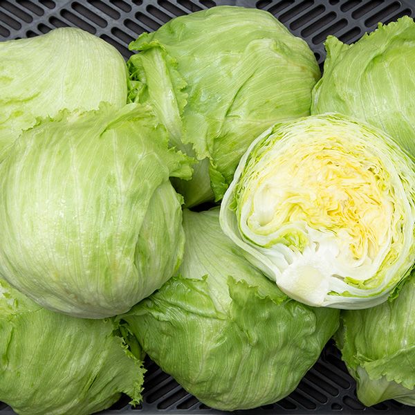 Saladin (Iceburg) Lettuce