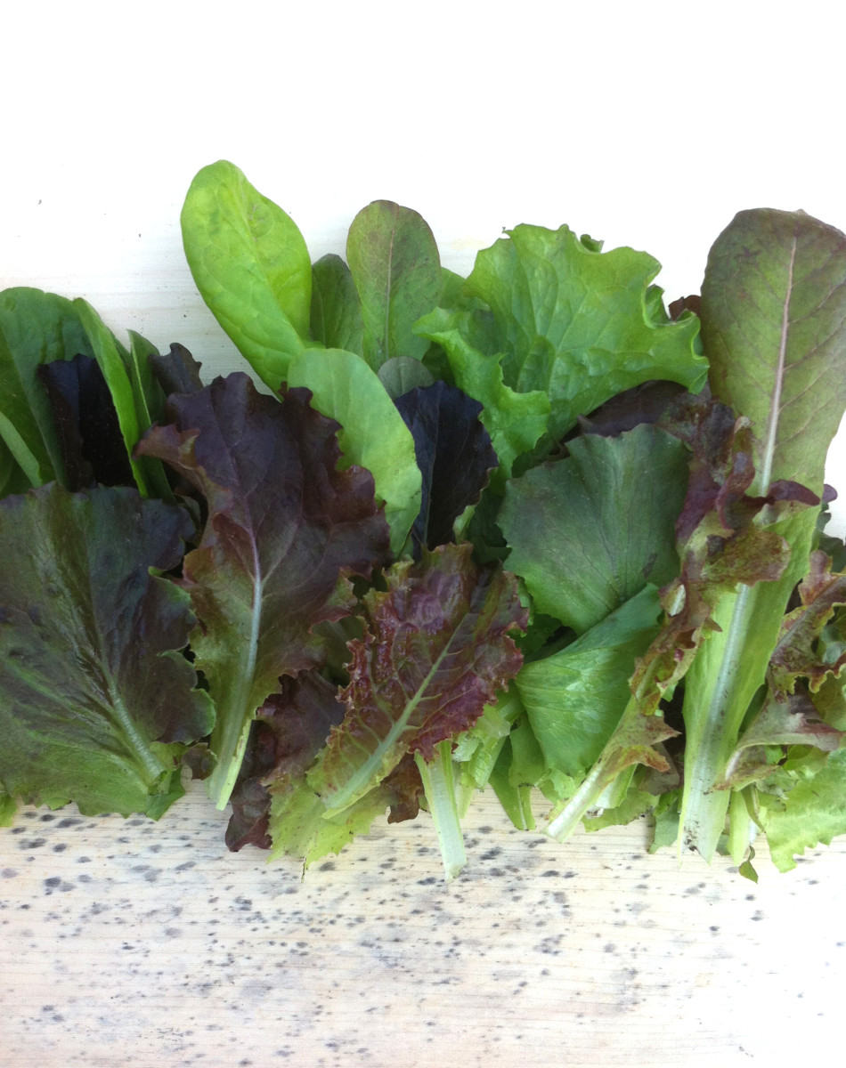 Winter Lettuce Mix Lettuce