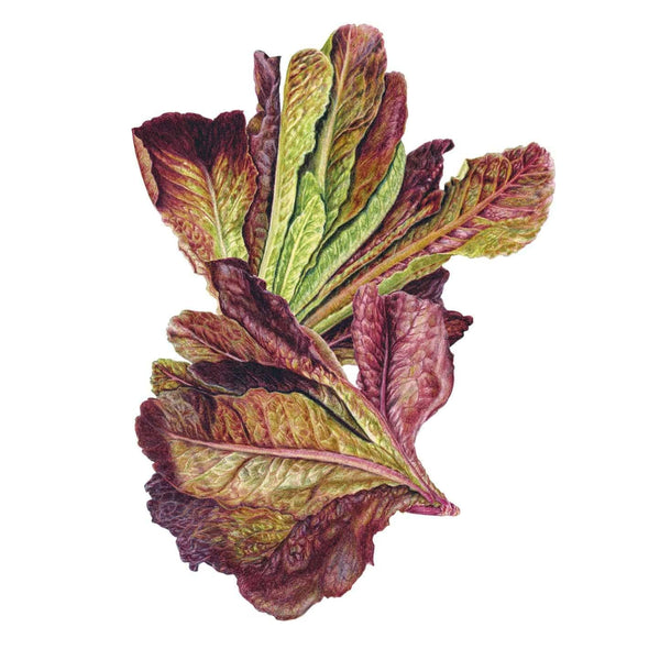 Rouge D'hiver Lettuce