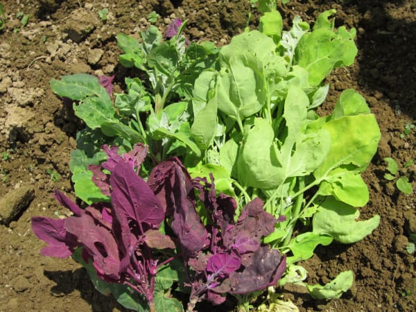 Aurora Orach Mix Lettuce
