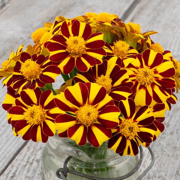 Pin Wheel Marigold