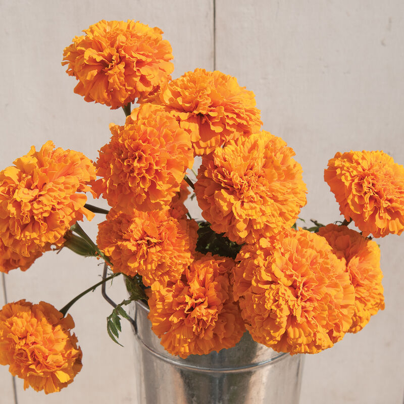 Giant Orange F1 Hybrid Marigold