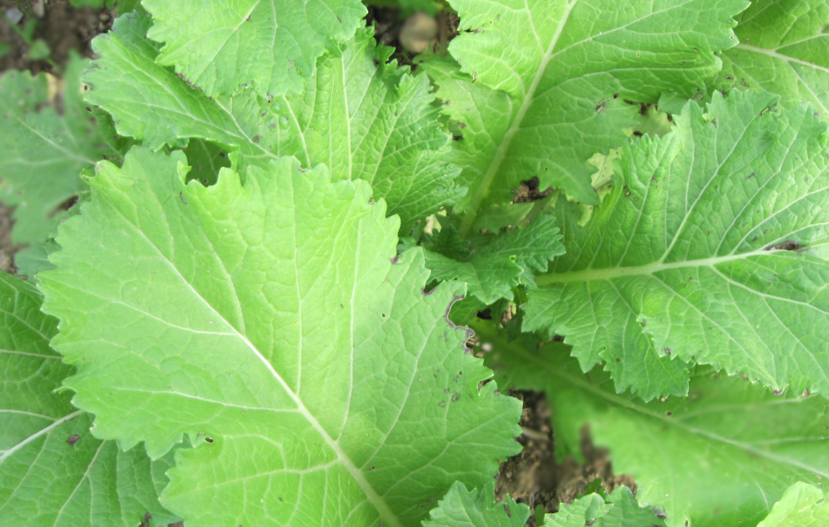 Chinese Thick Stemmed Mustard