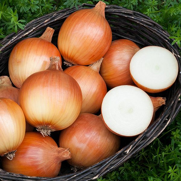 Kland Onion