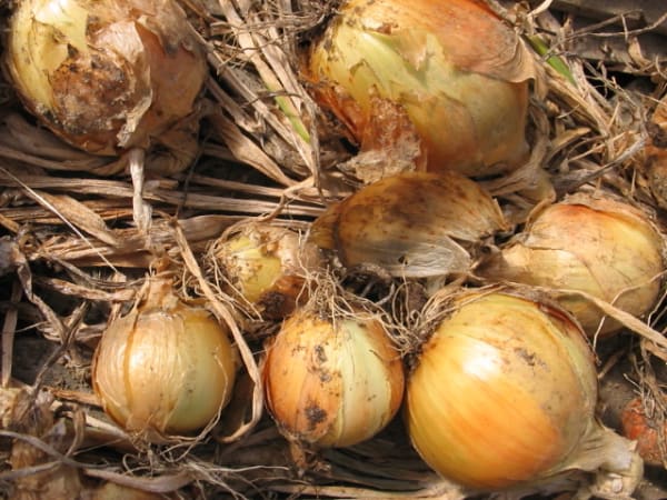 Dakota Tears OP Onion