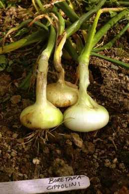 Borettana Cipollini Yellow Storage Onion