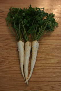 Arat Root Parsley