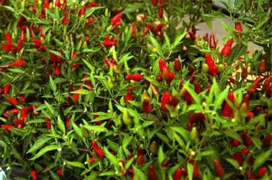Thai Hot Pepper Pepper