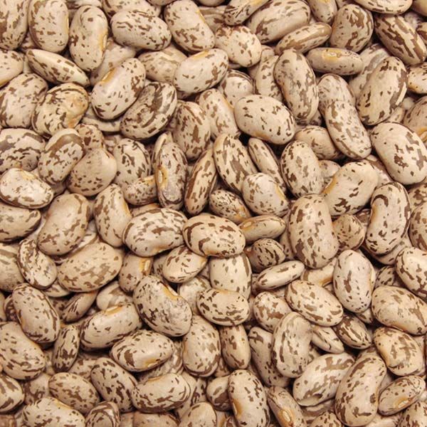 Quincy Pinto Bean