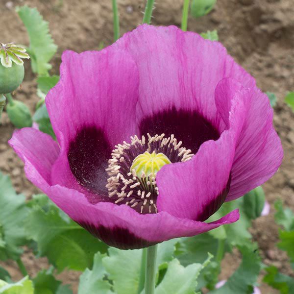 Planet Rouge Du Jura Poppy
