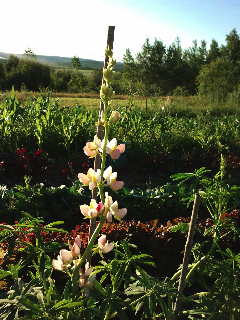Alka White Oil Seed Poppy