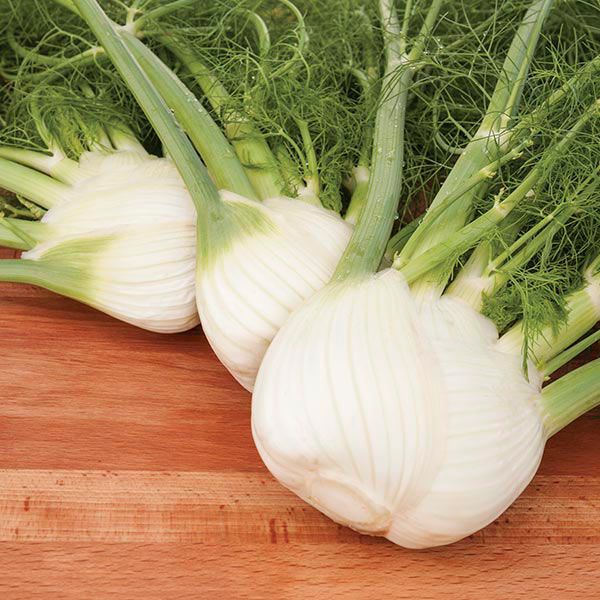 Preludio Fennel